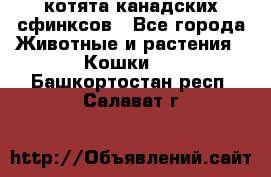 котята канадских сфинксов - Все города Животные и растения » Кошки   . Башкортостан респ.,Салават г.